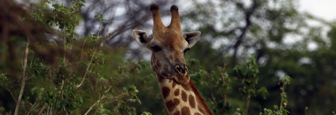 girafe afrique du sud